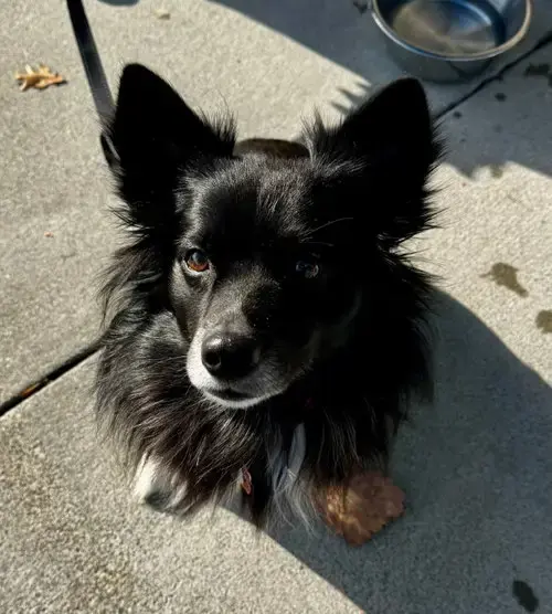 Snoopy *Adopt Or Foster*