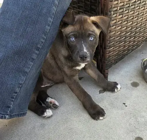 Marilynn'S Puppy Midge