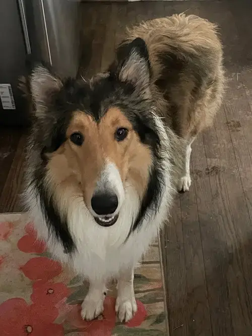 Lenny