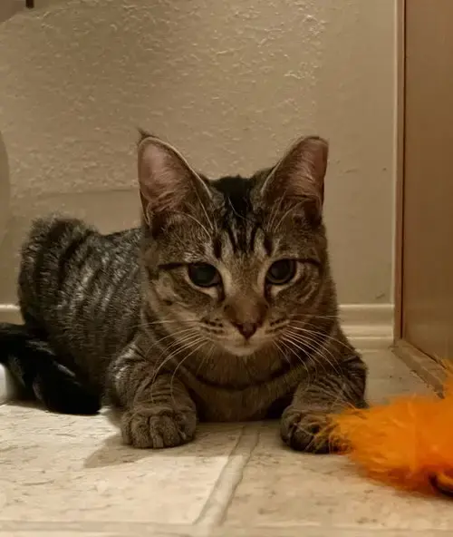 Gigi