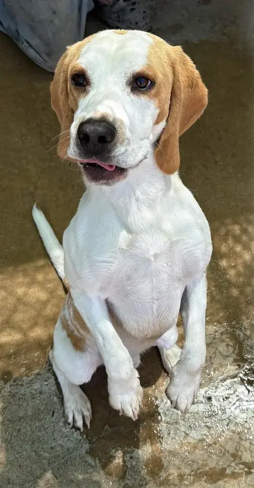Charlie=Adopted 3/25/26