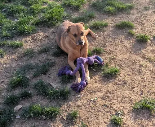 Rosie