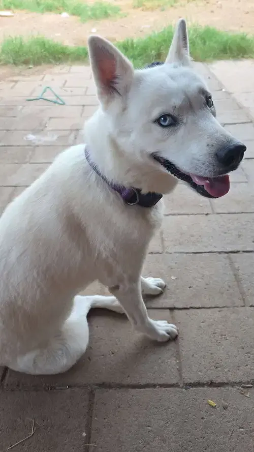 Luna #14