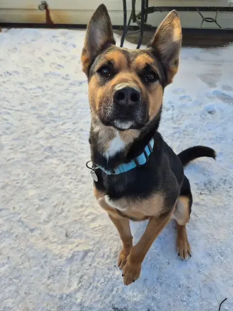 Frankie
