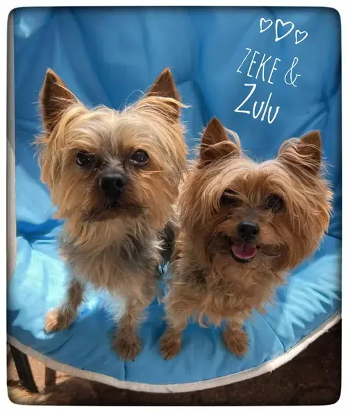 Zeke & Zulu