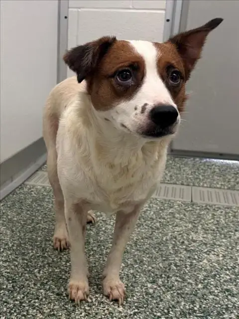 Daisy