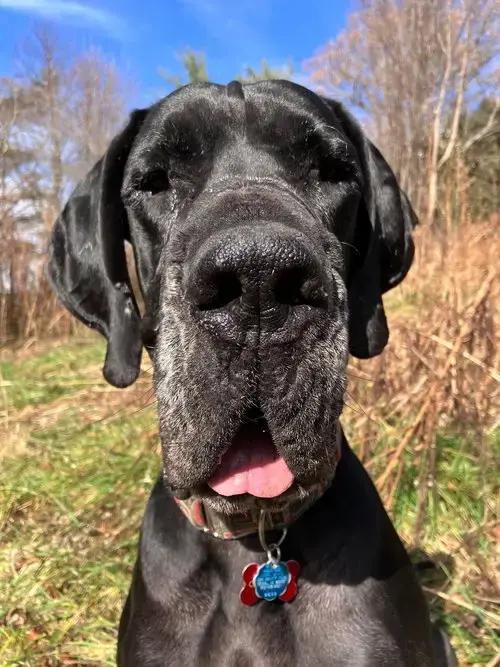 Chauncey
