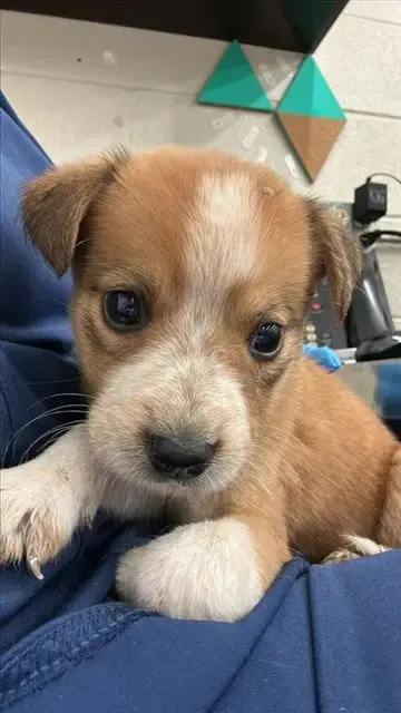 Siggy