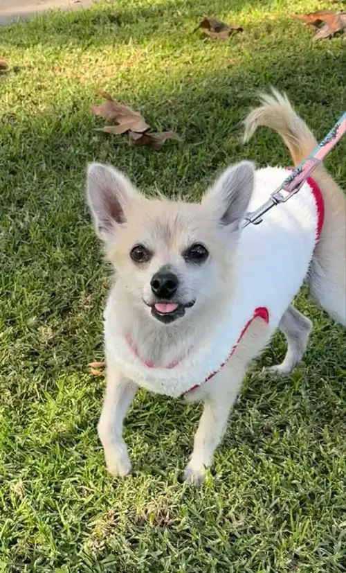 Ziva