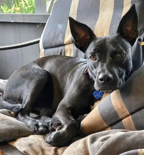Elphie