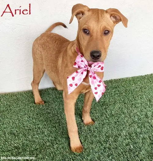 Ariel