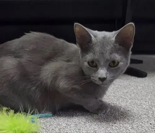 Cinder- Ella