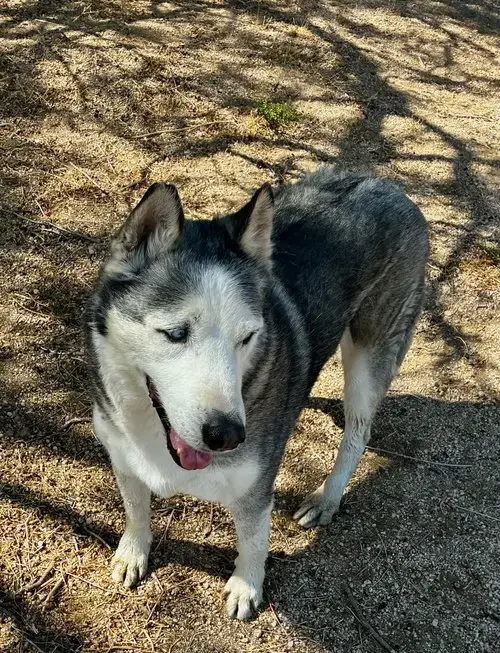 Niko
