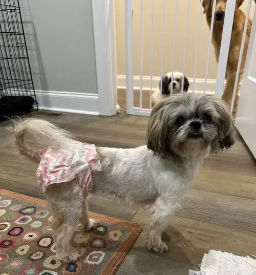 Bella