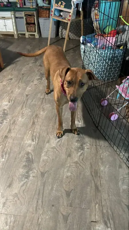 Penny