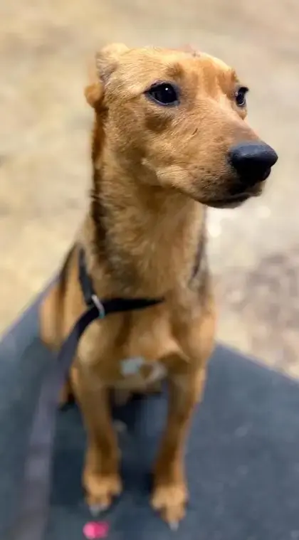 French Fry