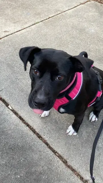 Darla