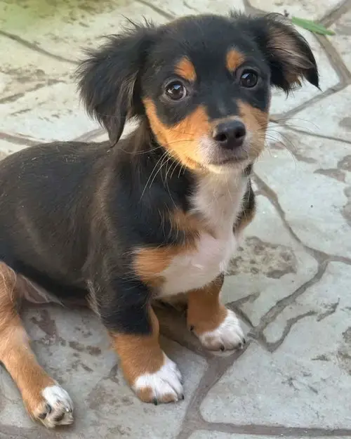 Merle