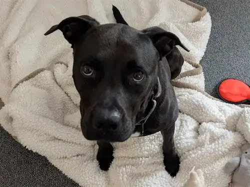 Luna Bear