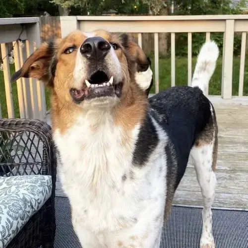 Tucker