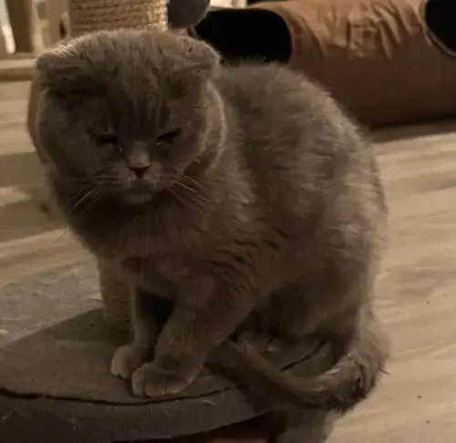 Laska