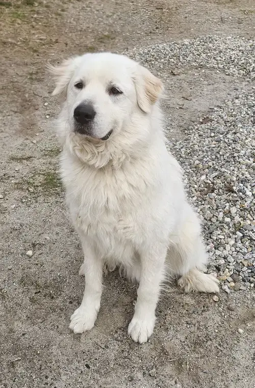 Henry