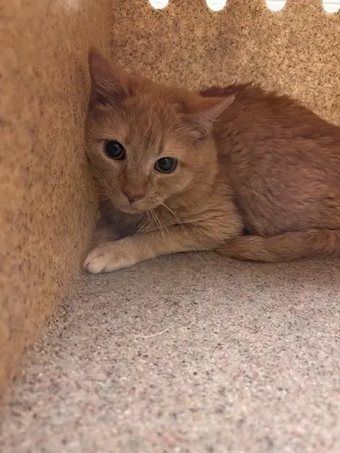 Sir Clutterbean