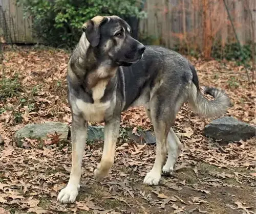 Koa