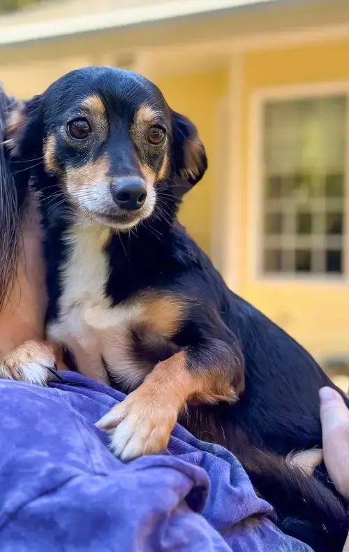 Brad And Scout Small Breed Bonded Bros.