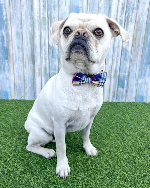Pugsley