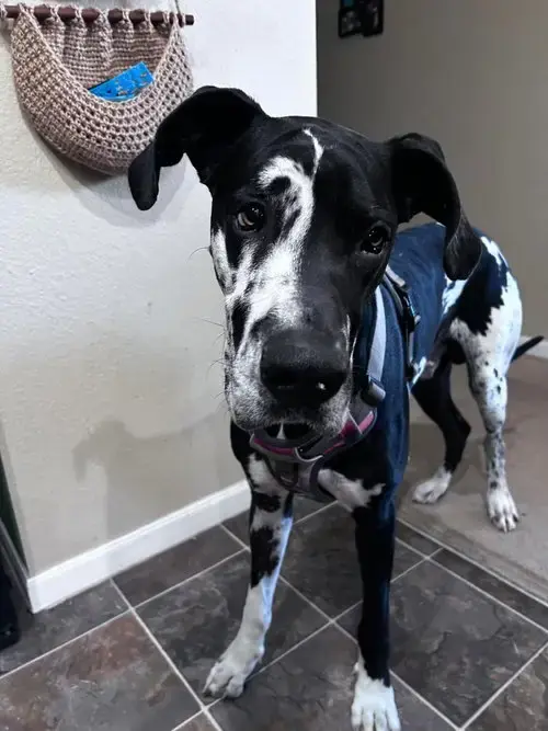 Pongo
