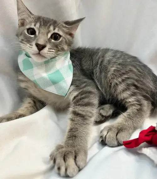 Paolo