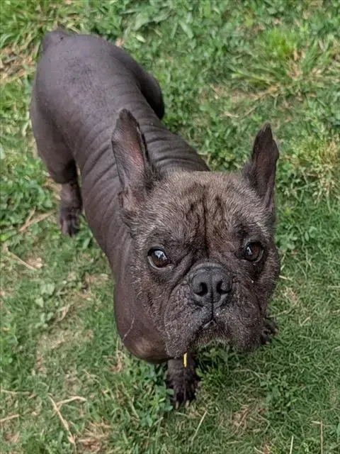 Hugo