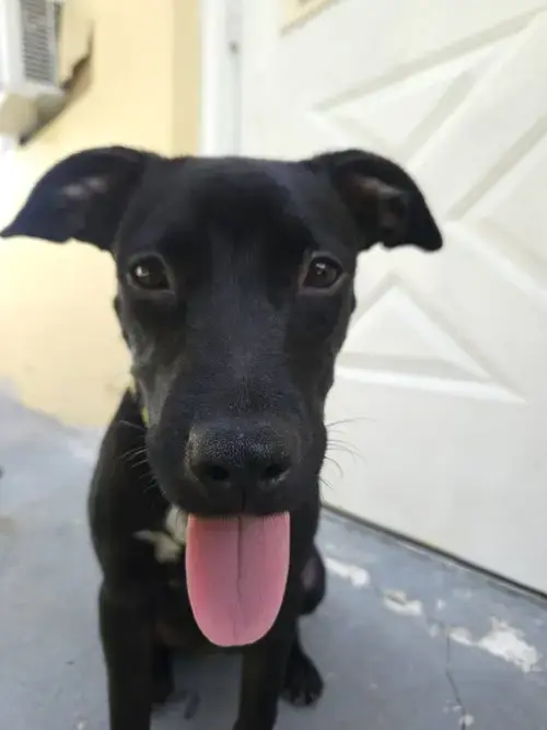 Courtesy Post: Pepper