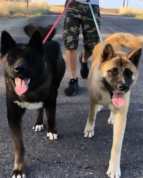 Wallace And Winnie