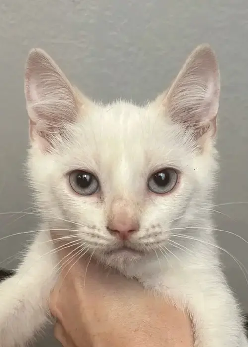 Snowball