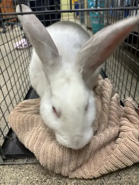 Thumper