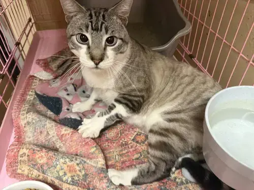 Louie Napa Petco