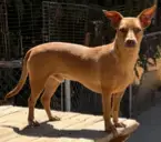 Dobby