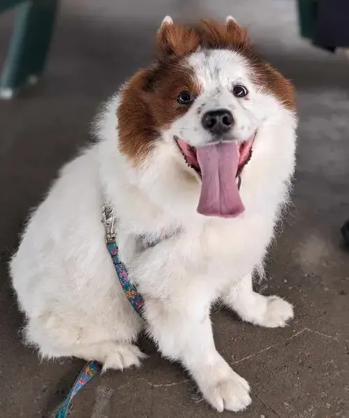 Chow Boy