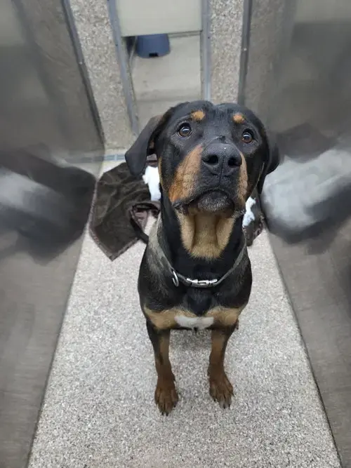 Rambo