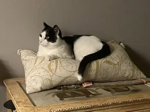 Kitty Kitty