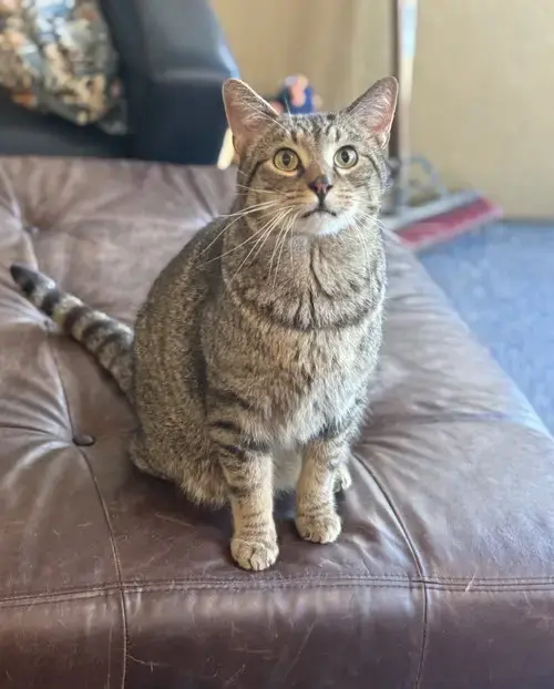 Luciano