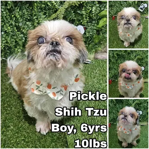 Pickle From Korea