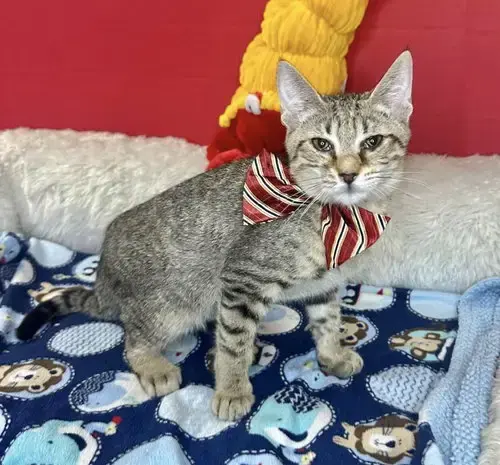 Zimba