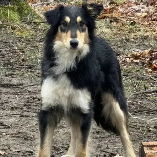 Bindi