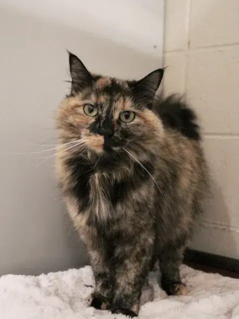 Dorothy
