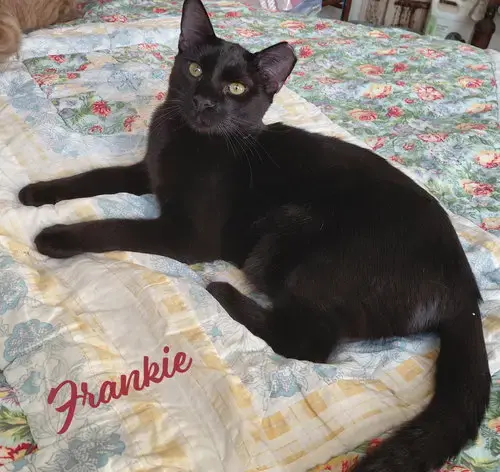Frankie #Bonded-To-Sweet-Peach