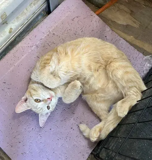 Mandy Urgent