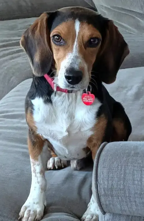 Bruce Iii